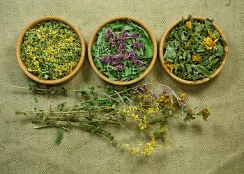 Tout savoir sur : la phytologie et son