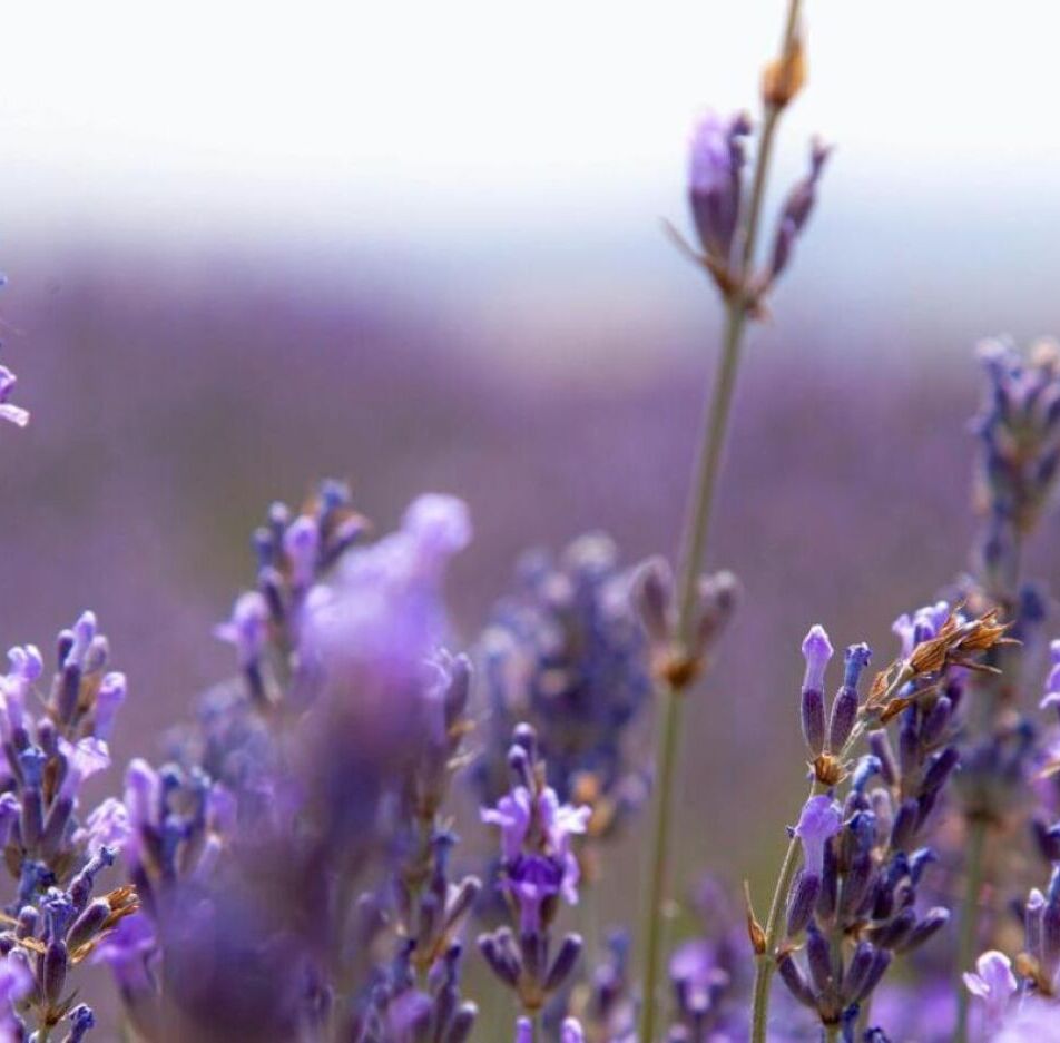 Le M�tier de Naturopathe et ses D�bouch�s